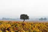 Southern Rhône Discovery 6-pack