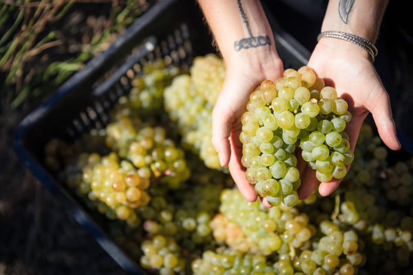 Survival of the fittest