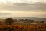 Cillar de Silos Ribera del Duero 6-Pack