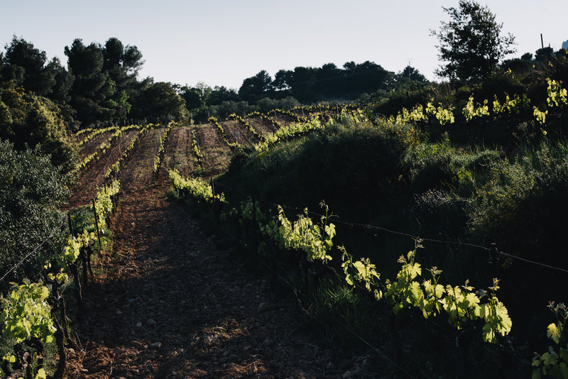 Martinelle Ventoux Rouge 2022