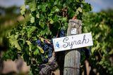 Spectacular Syrah Six